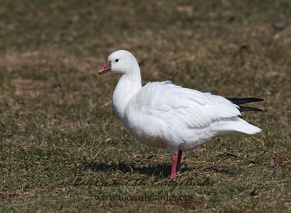 Chen rossii  ROSS'S GOOSE 8001037