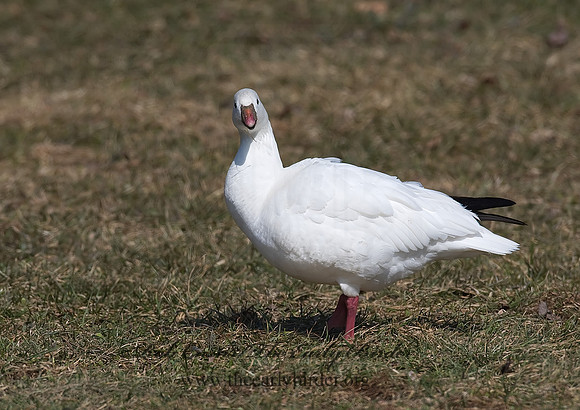 Chen rossii  ROSS'S GOOSE 8001039