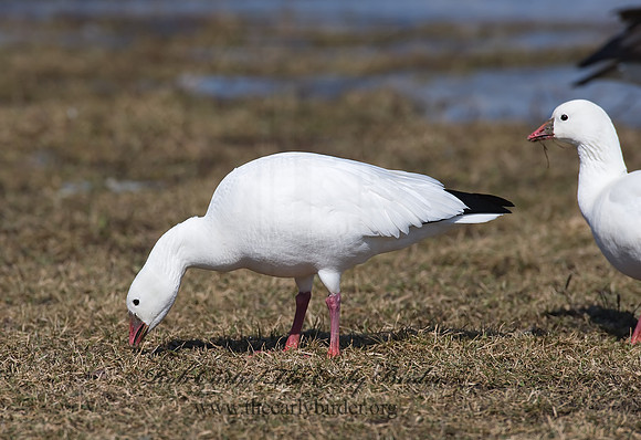 Chen rossii  ROSS'S GOOSE 8001117