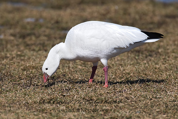 Chen rossii  ROSS'S GOOSE 8001123