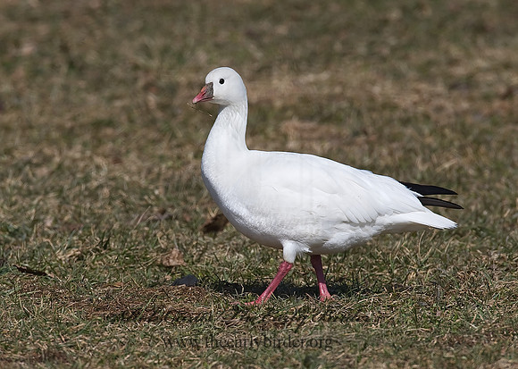 Chen rossii  ROSS'S GOOSE 8001040