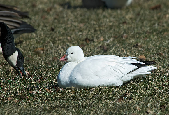 Chen rossii  ROSS'S GOOSE 6000165