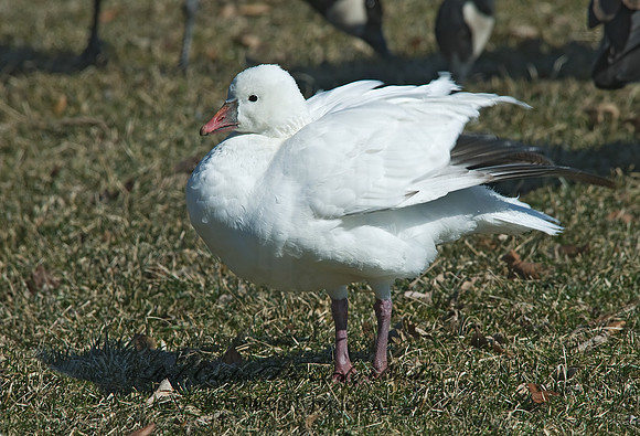 Chen rossii  ROSS'S GOOSE 6000171