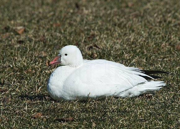 Chen rossii  ROSS'S GOOSE 6000175