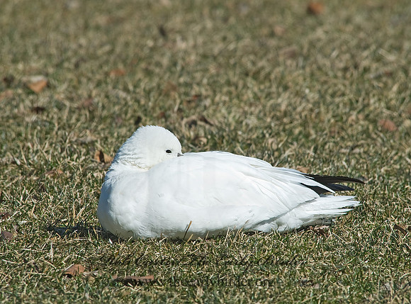 Chen rossii  ROSS'S GOOSE 6000180