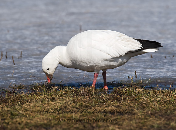 Chen rossii  ROSS'S GOOSE 8001136