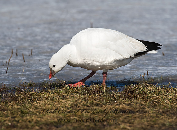 Chen rossii  ROSS'S GOOSE 8001139