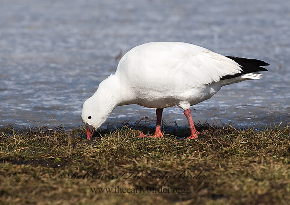 Chen rossii  ROSS'S GOOSE 8001144