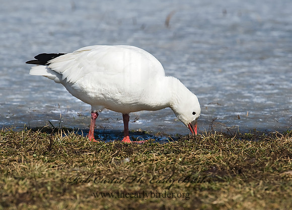 Chen rossii  ROSS'S GOOSE 8001149