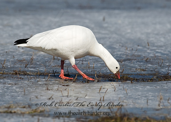 Chen rossii  ROSS'S GOOSE 8001132