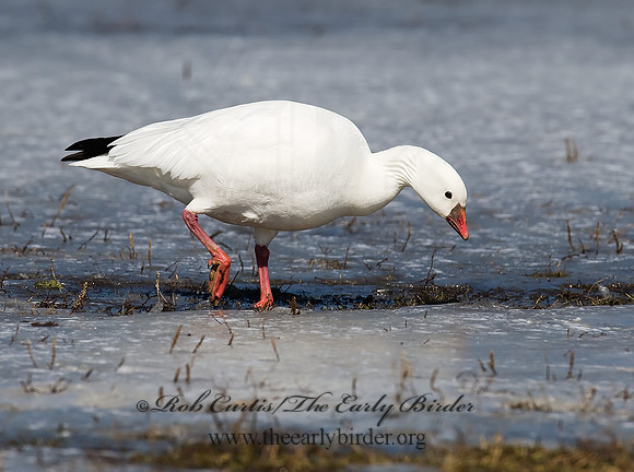 Chen rossii  ROSS'S GOOSE 8001134