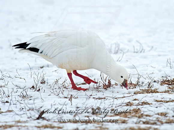 Chen rossii  ROSS'S GOOSE 8029979