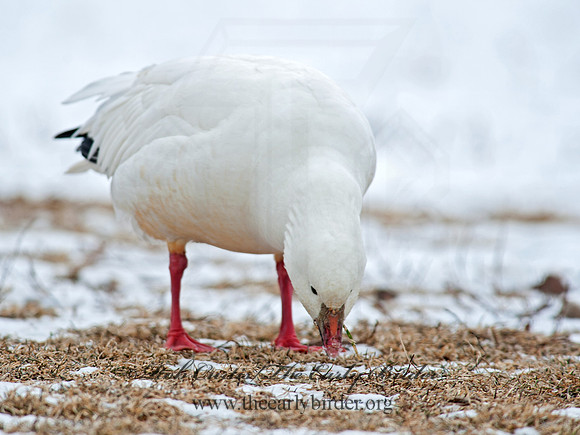 Chen rossii  ROSS'S GOOSE 8029982
