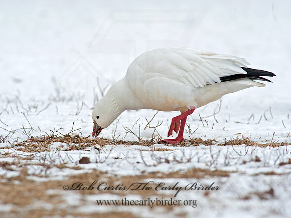 Chen rossii  ROSS'S GOOSE 8029992