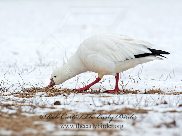 Chen rossii  ROSS'S GOOSE 8029993