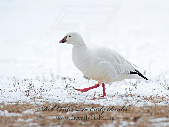 Chen rossii  ROSS'S GOOSE 8029998