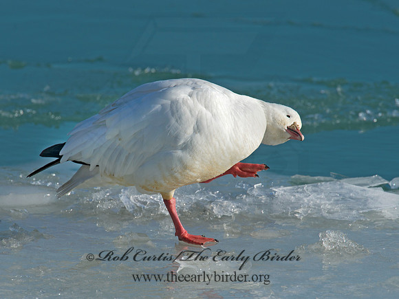Chen rossii  ROSS'S GOOSE 9007475