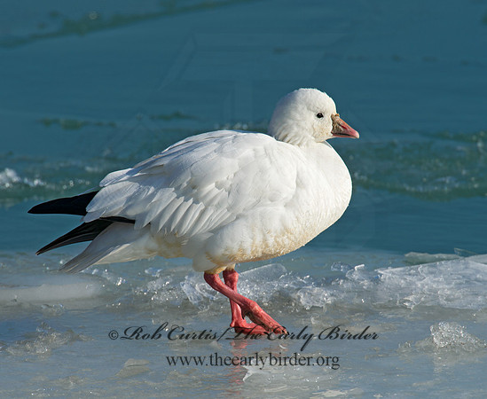 Chen rossii  ROSS'S GOOSE 9007477