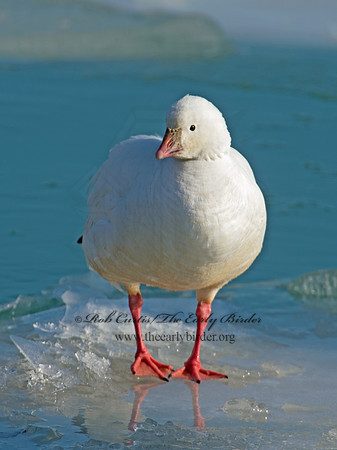 Chen rossii  ROSS'S GOOSE 9007463.1
