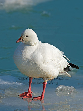 Chen rossii  ROSS'S GOOSE 9007464