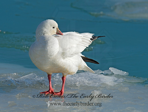 Chen rossii  ROSS'S GOOSE 9007467