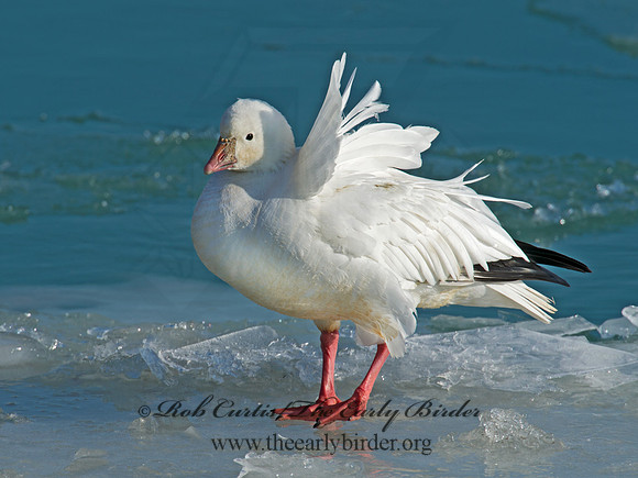 Chen rossii  ROSS'S GOOSE 9007470