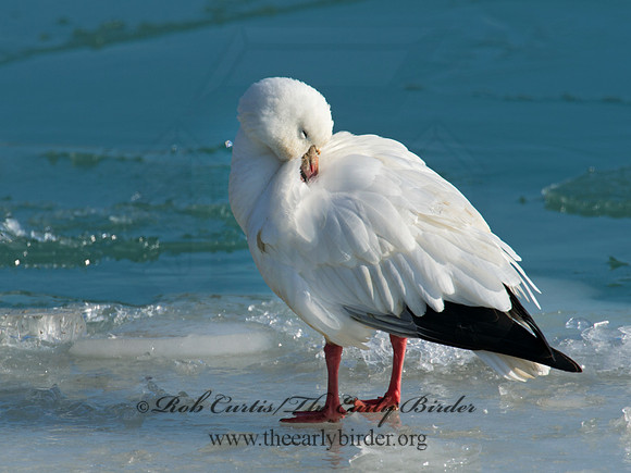 Chen rossii  ROSS'S GOOSE 9007479