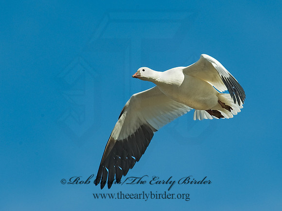 Chen rossii  ROSS'S GOOSE 8001111