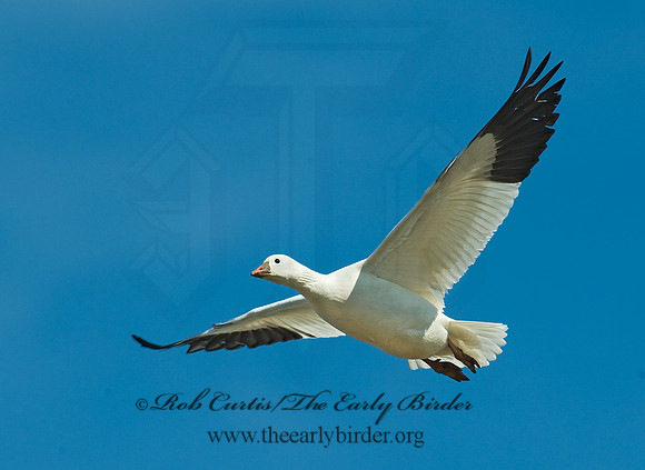 Chen rossii  ROSS'S GOOSE 8001112