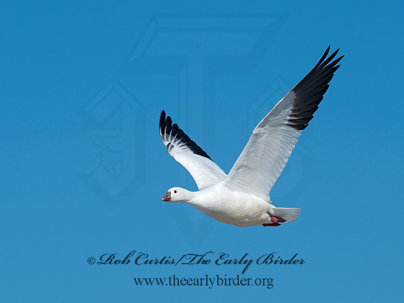 Chen rossii  ROSS'S GOOSE 8030271