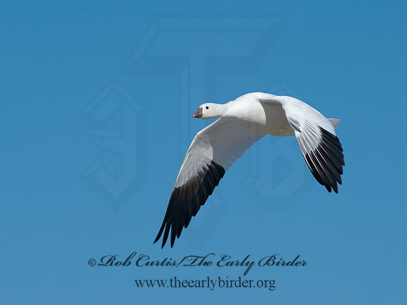 Chen rossii  ROSS'S GOOSE 8030272