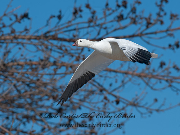 Chen rossii  ROSS'S GOOSE 8030275