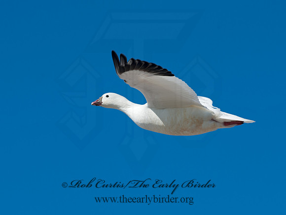 Chen rossii  ROSS'S GOOSE 8030278