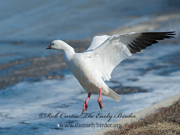 Chen rossii  ROSS'S GOOSE 8029957