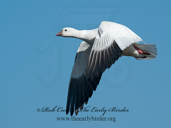 Chen rossii  ROSS'S GOOSE 8029964