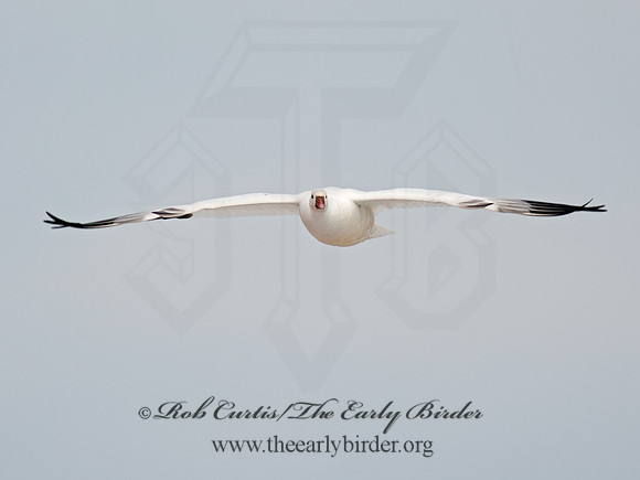 Chen rossii  ROSS'S GOOSE 8030074