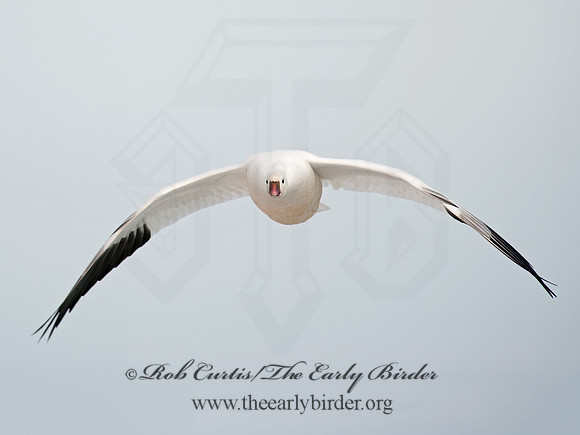 Chen rossii  ROSS'S GOOSE 8030081