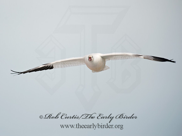 Chen rossii  ROSS'S GOOSE 8030082