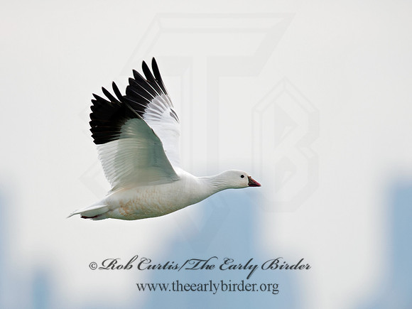 Chen rossii  ROSS'S GOOSE 8030083