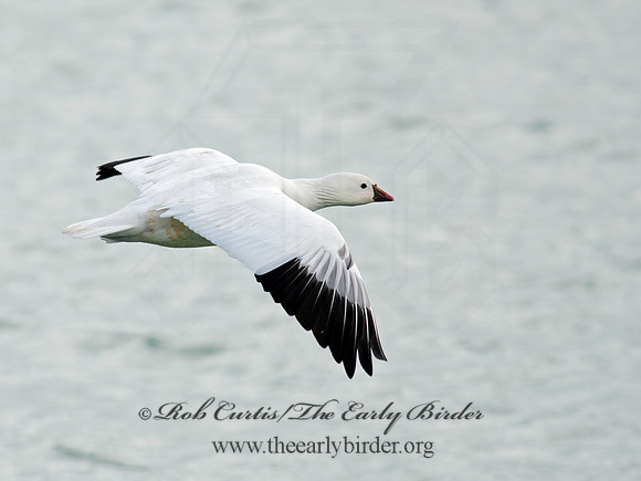 Chen rossii  ROSS'S GOOSE 8030092