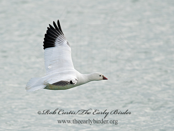 Chen rossii  ROSS'S GOOSE 8030093