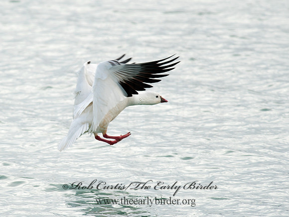 Chen rossii  ROSS'S GOOSE 8030097