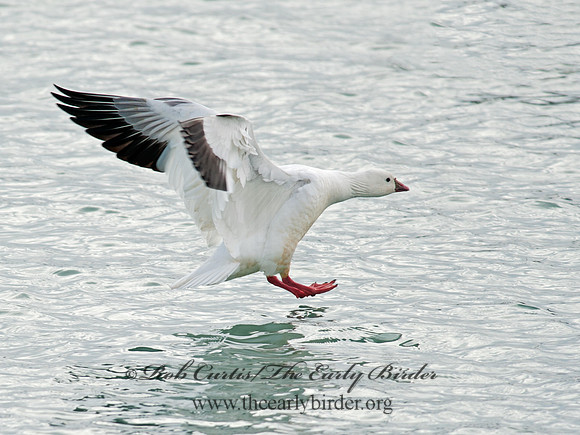 Chen rossii  ROSS'S GOOSE 8030098