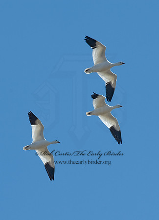 Chen rossii  ROSS'S GOOSE 8001093