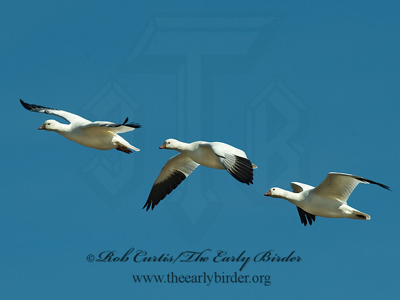 Chen rossii  ROSS'S GOOSE 8001102