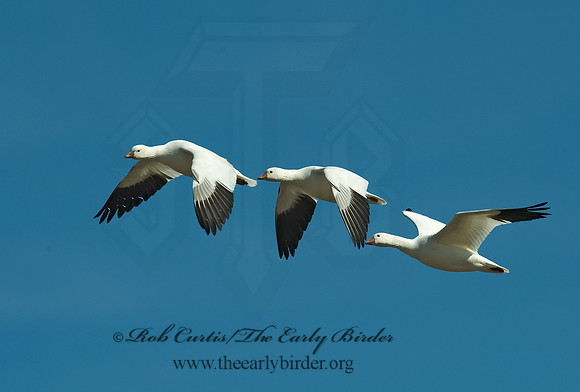 Chen rossii  ROSS'S GOOSE 8001103