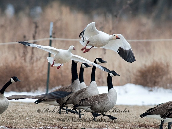 Chen rossii  ROSS'S GOOSE 8030104