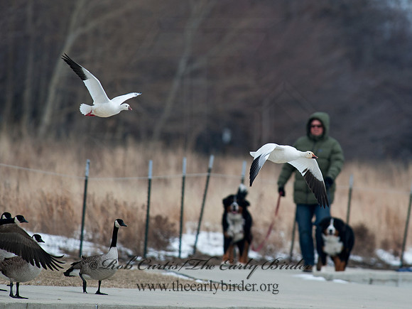 Chen rossii  ROSS'S GOOSE 8030107