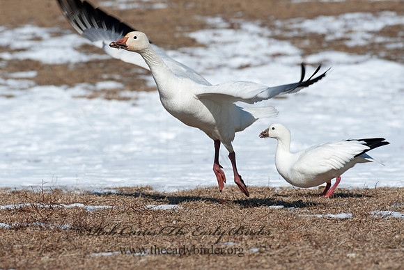 Chen rossii  ROSS'S GOOSE 8030319