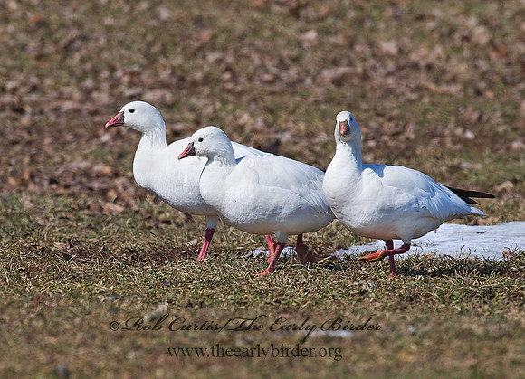 Chen rossii  ROSS'S GOOSE 8001049